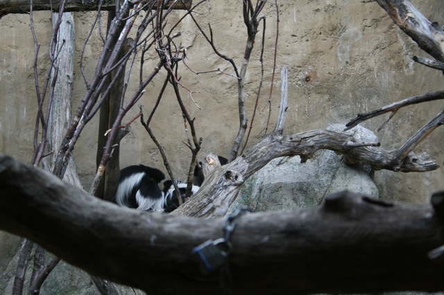 Colobus Family