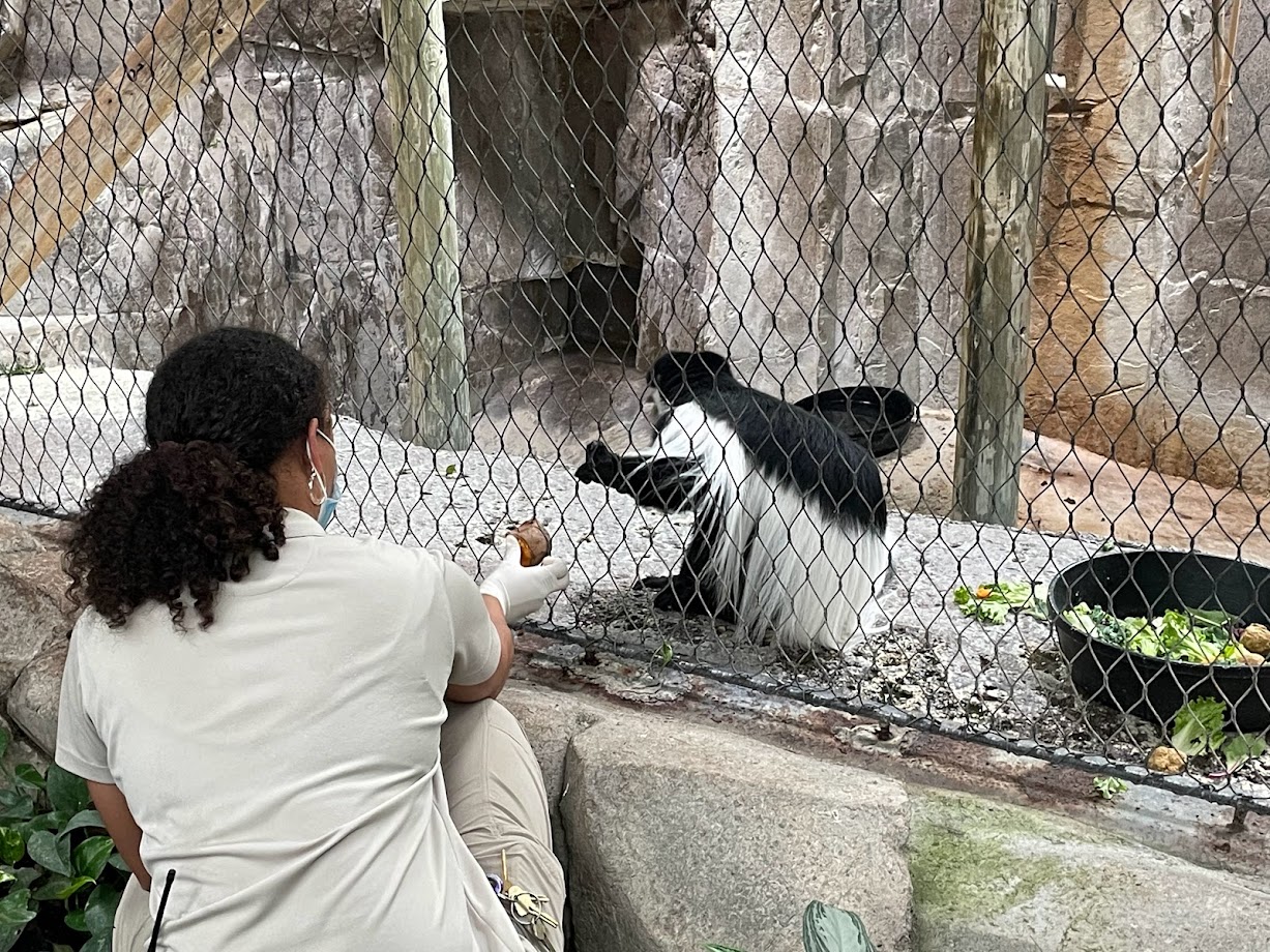Colobus Feeding Time