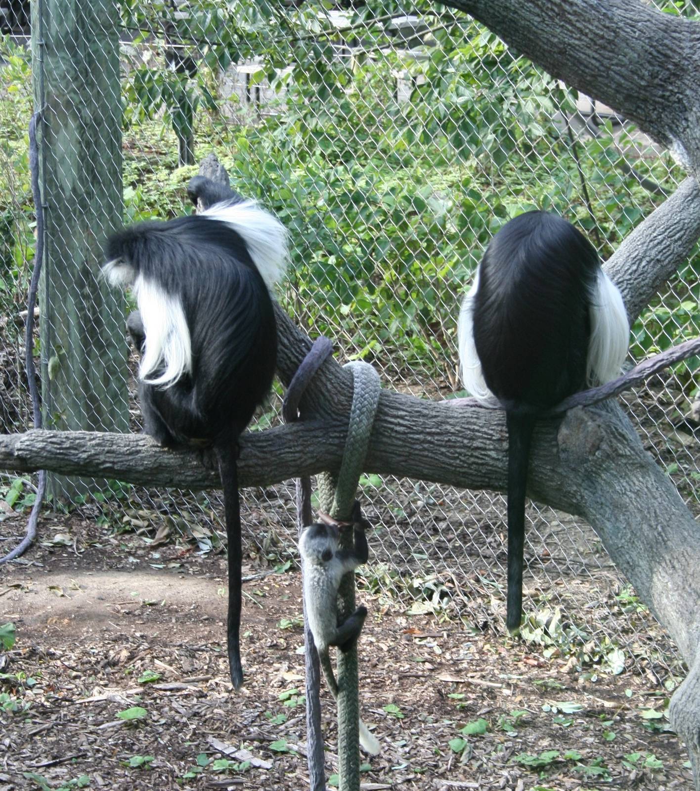 Colobus from Base Camp