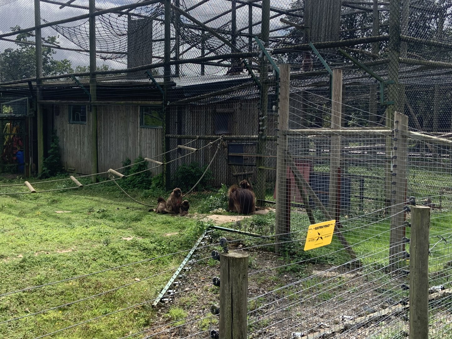 Colobus/Gelada enclosure
