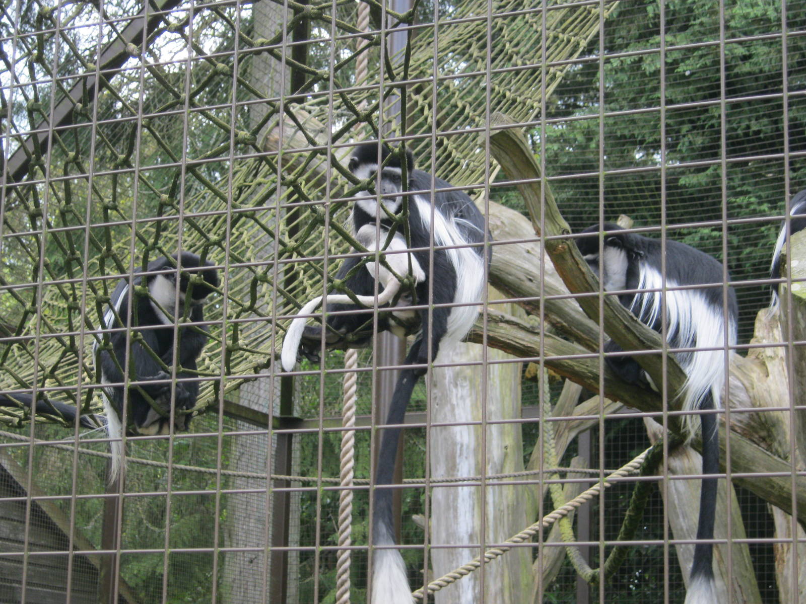 Colobus group with new infant (in white).
