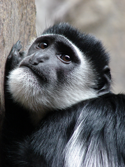 Colobus guereza / Eastern black-and-white colobus (female)