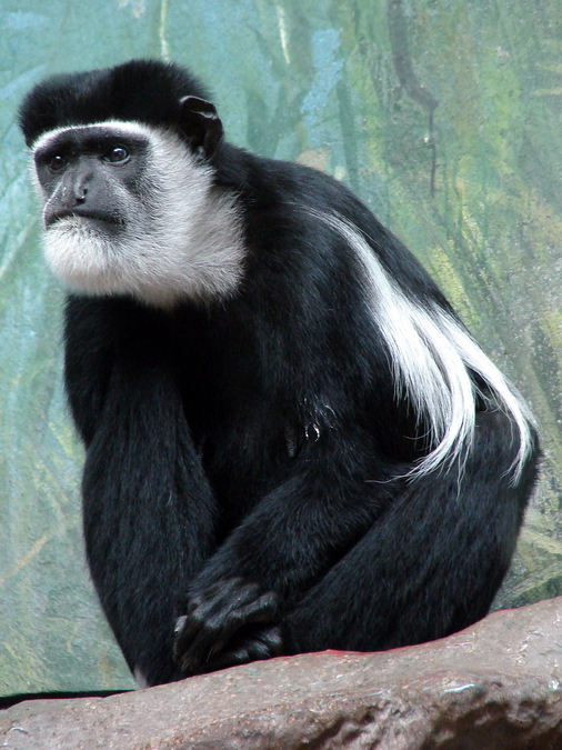 Colobus guereza / Eastern black-and-white colobus (male)