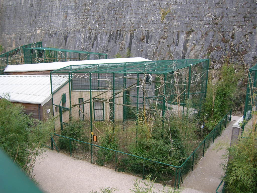 Colobus guereza kikuyuensis exhibit