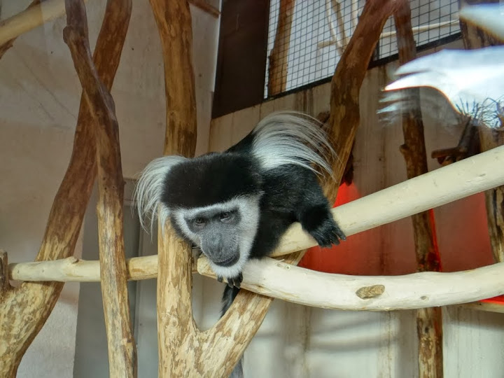 Colobus guereza