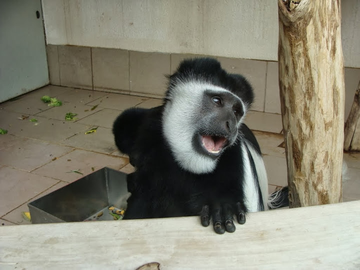 Colobus guereza
