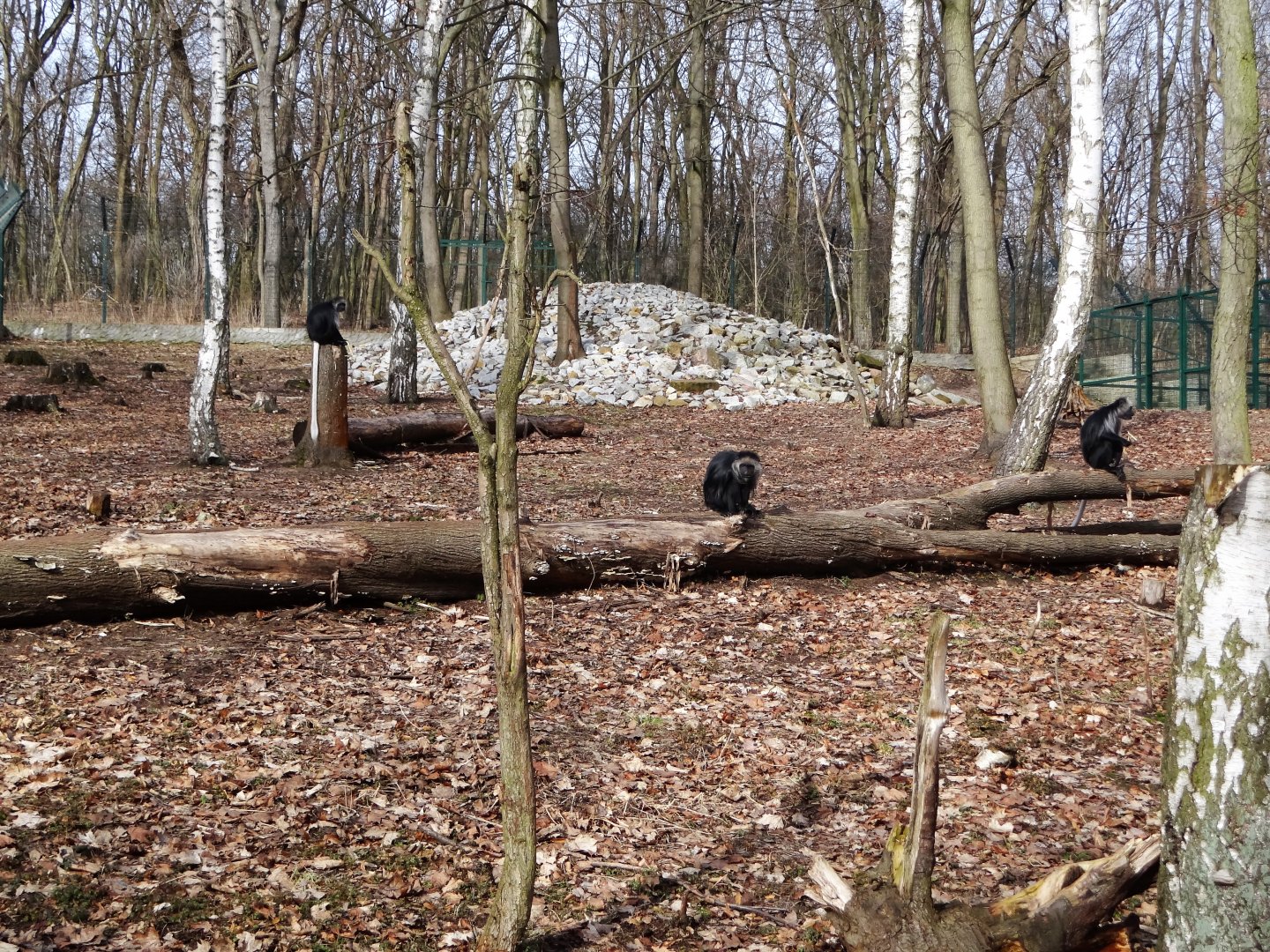 Colobus/ibex enclosure