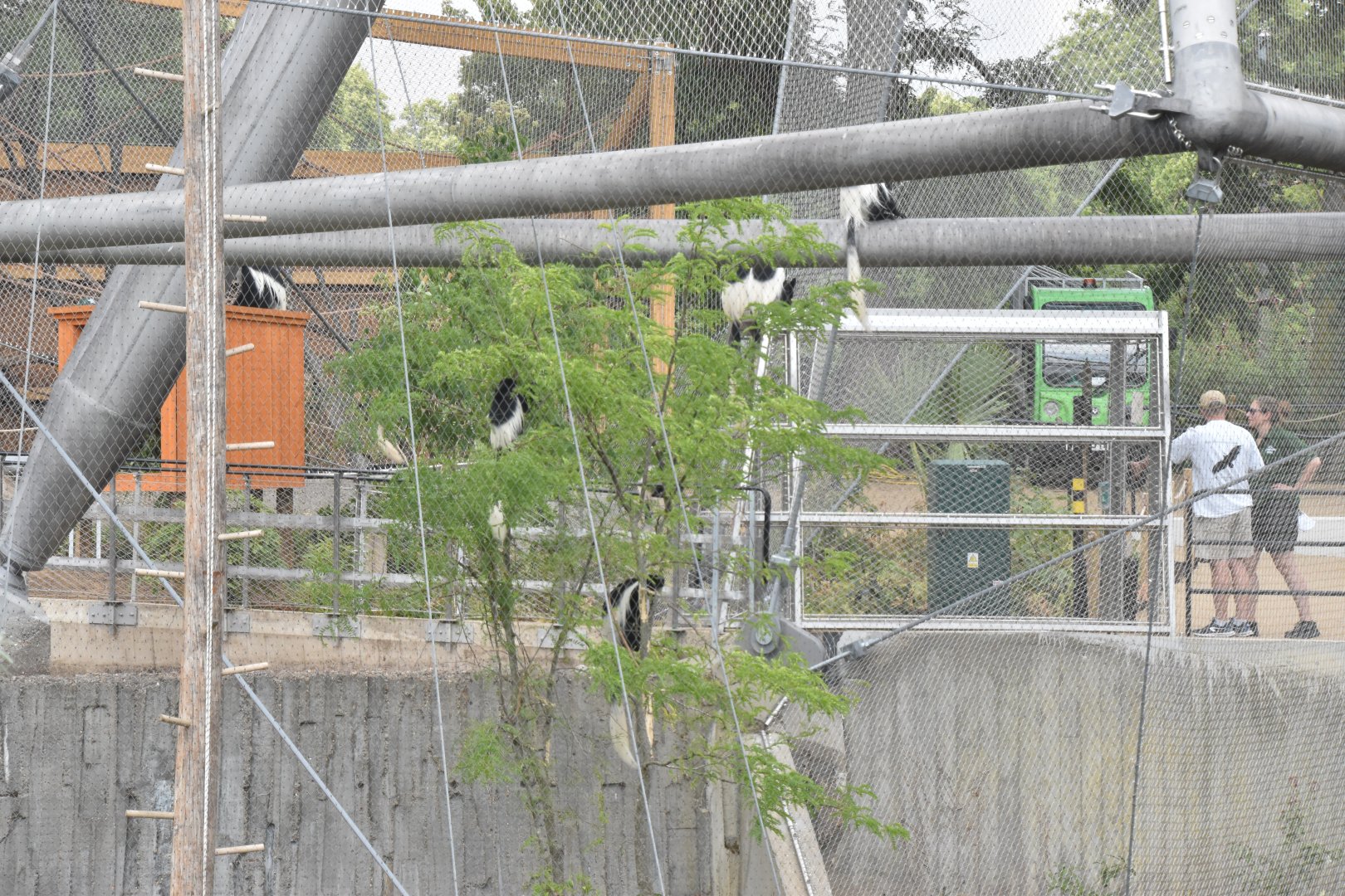 Colobus in the Snowdon