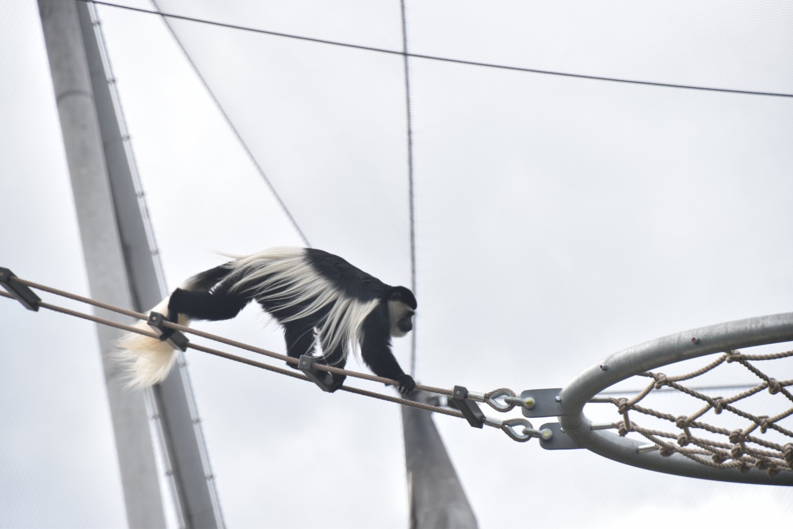 Colobus in the Snowdon