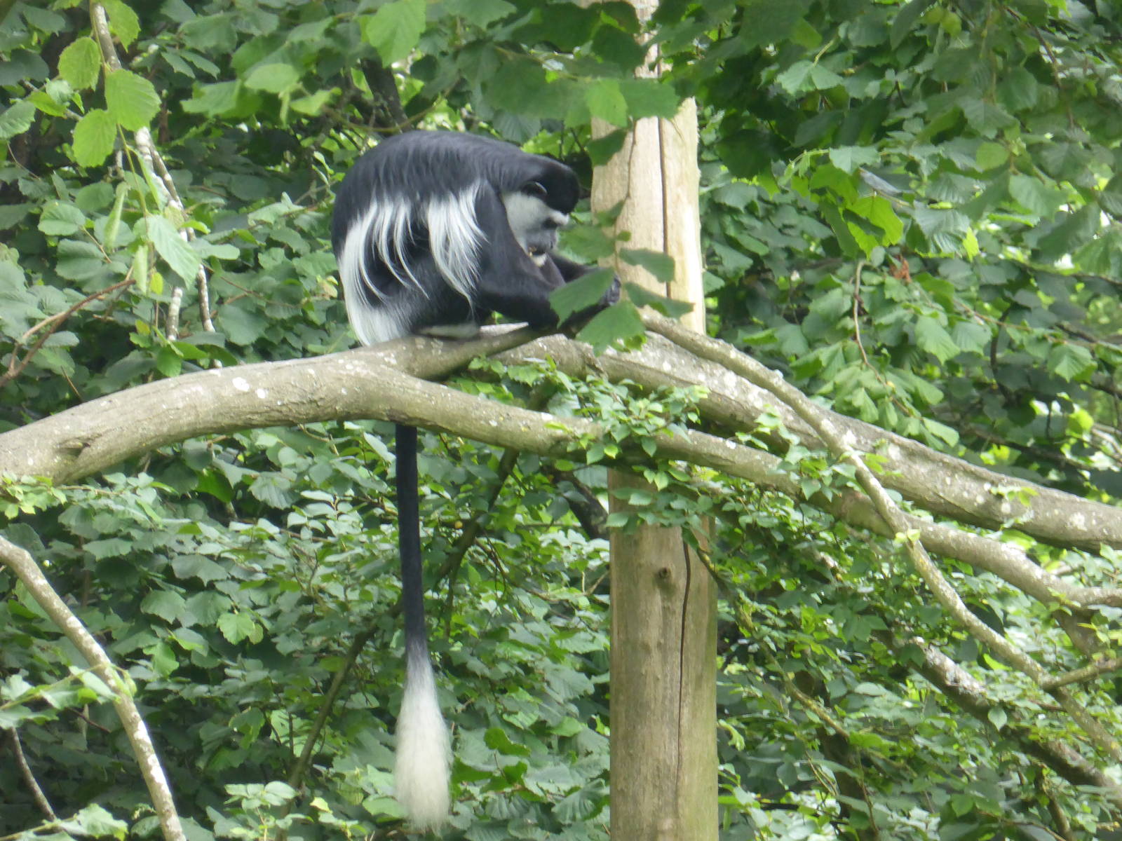 Colobus in the trees