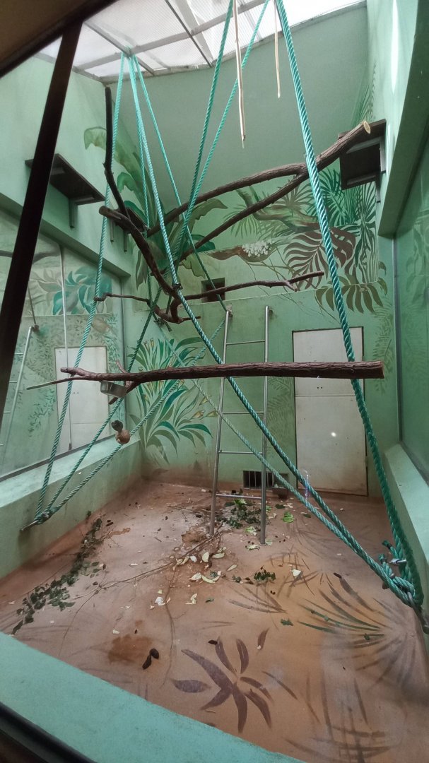 Colobus - indoor enclosure