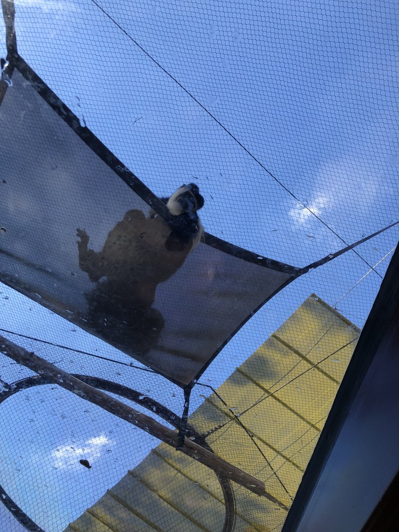 Colobus Looking Down