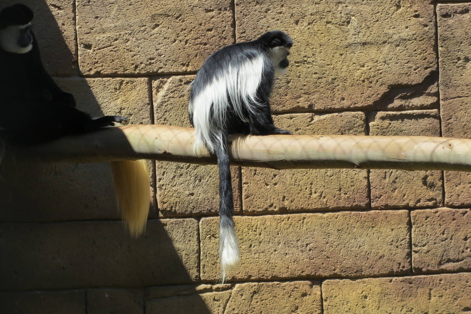 Colobus May 2014