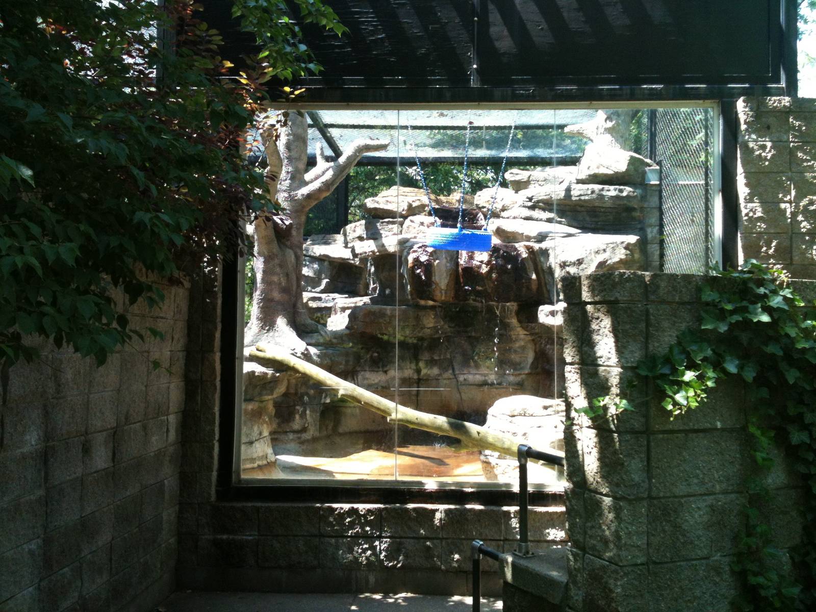 Colobus Monkey 1st viewing window.