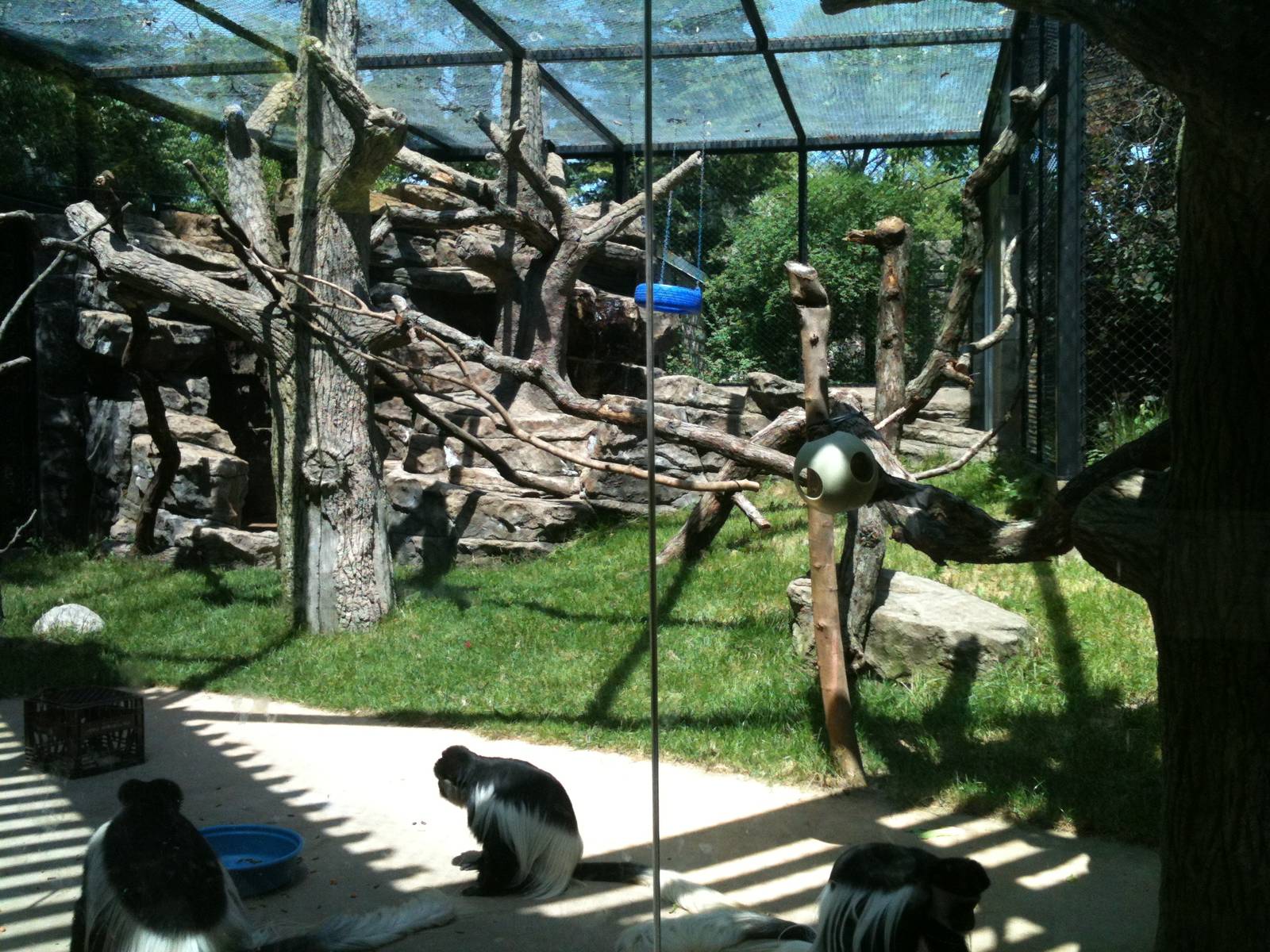 Colobus Monkey 2nd viewing window.