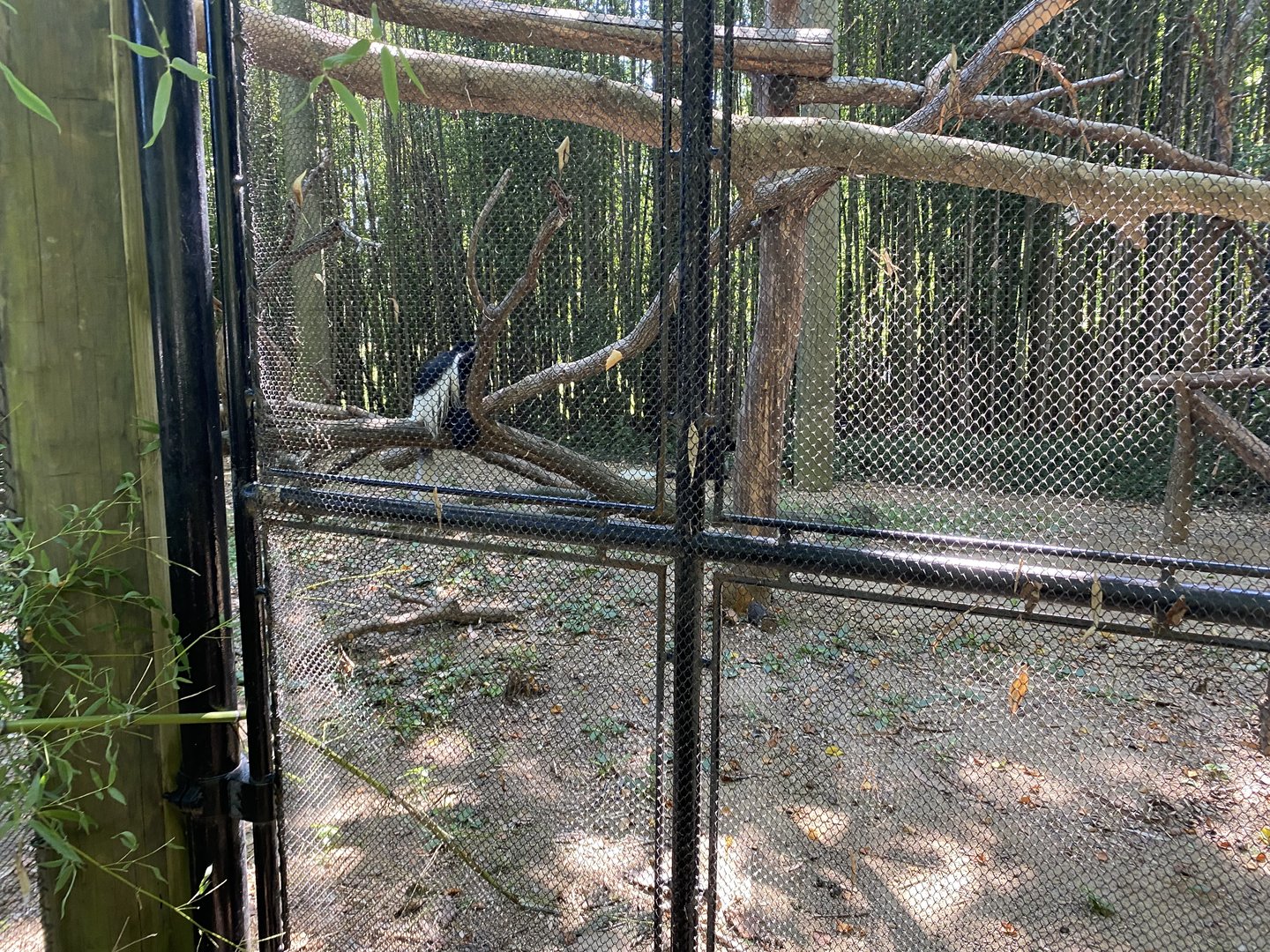 Colobus Monkey 7-11-2023