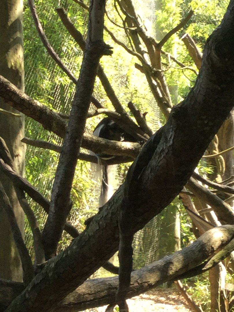 Colobus Monkey 8/3/19