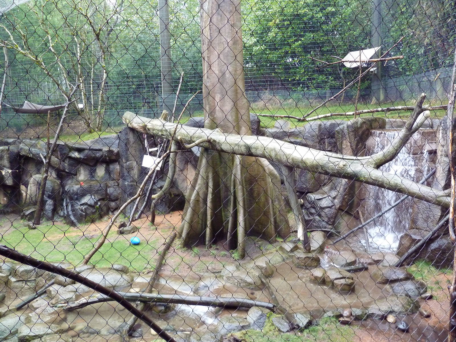 Colobus Monkey/Allen's Swamp Monkey Exhibit