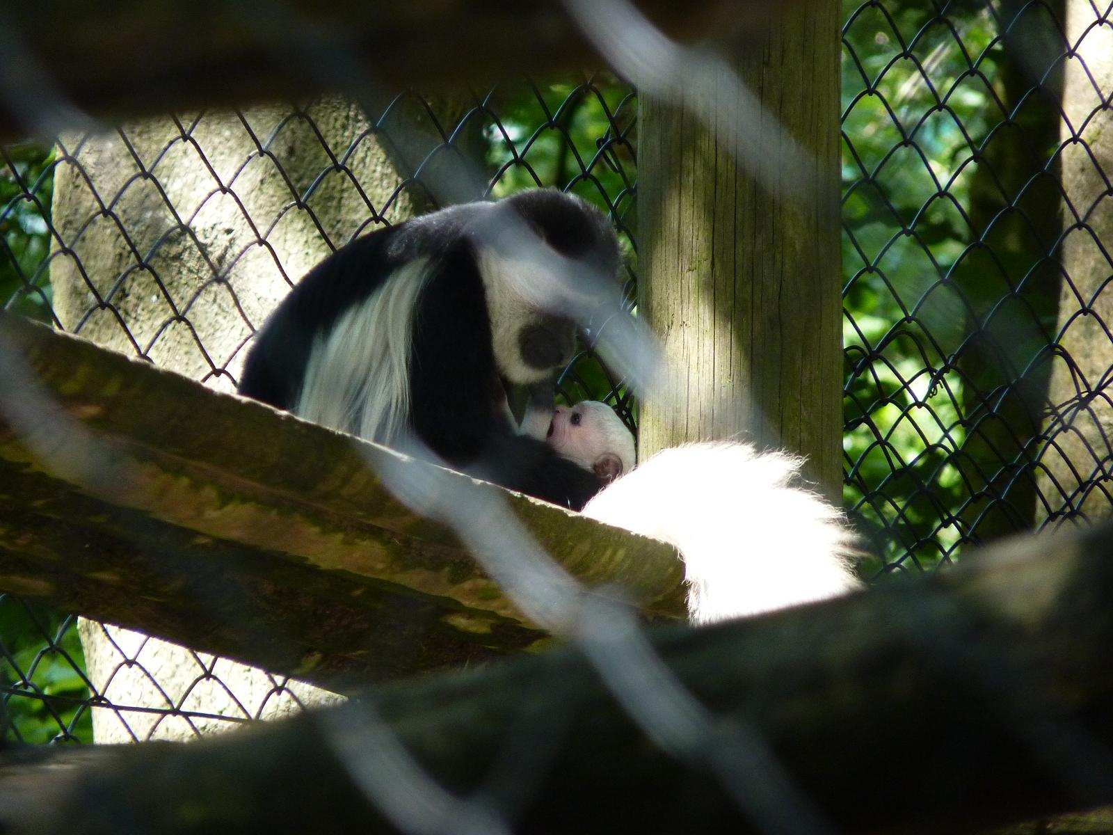 Colobus Monkey and Baby