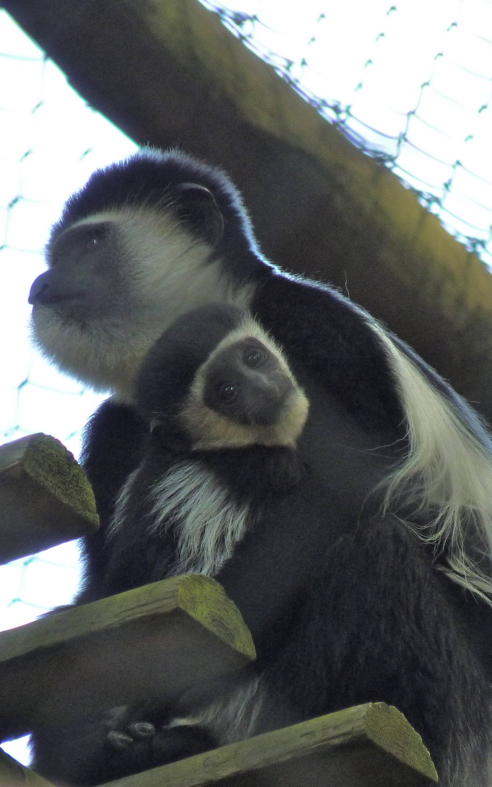Colobus Monkey and Baby