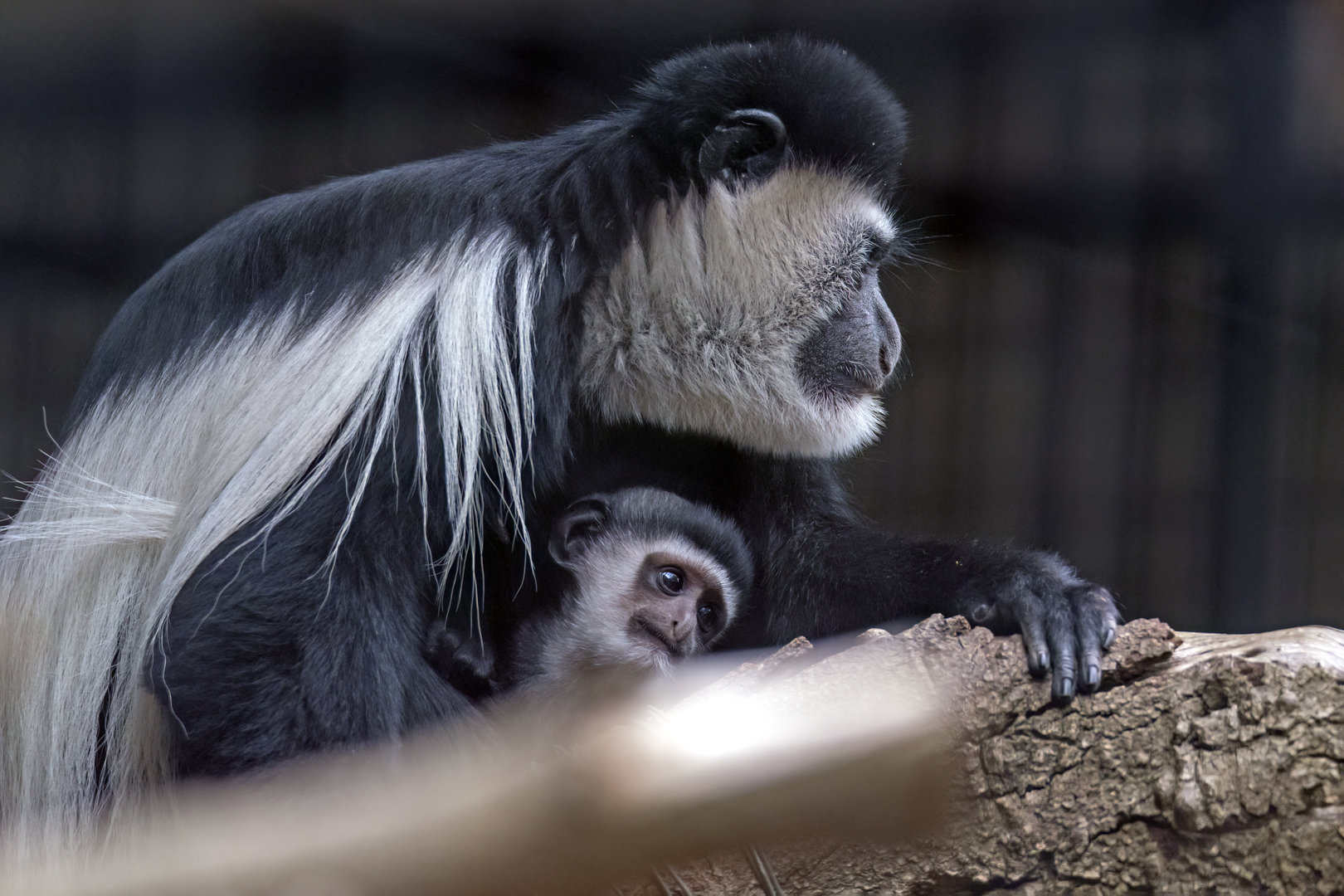 Colobus monkey and infant