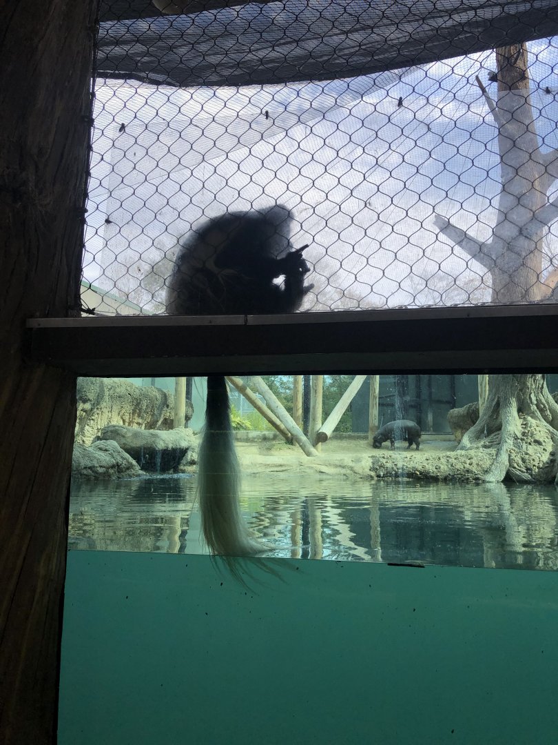 Colobus Monkey and Pigmy Hippo