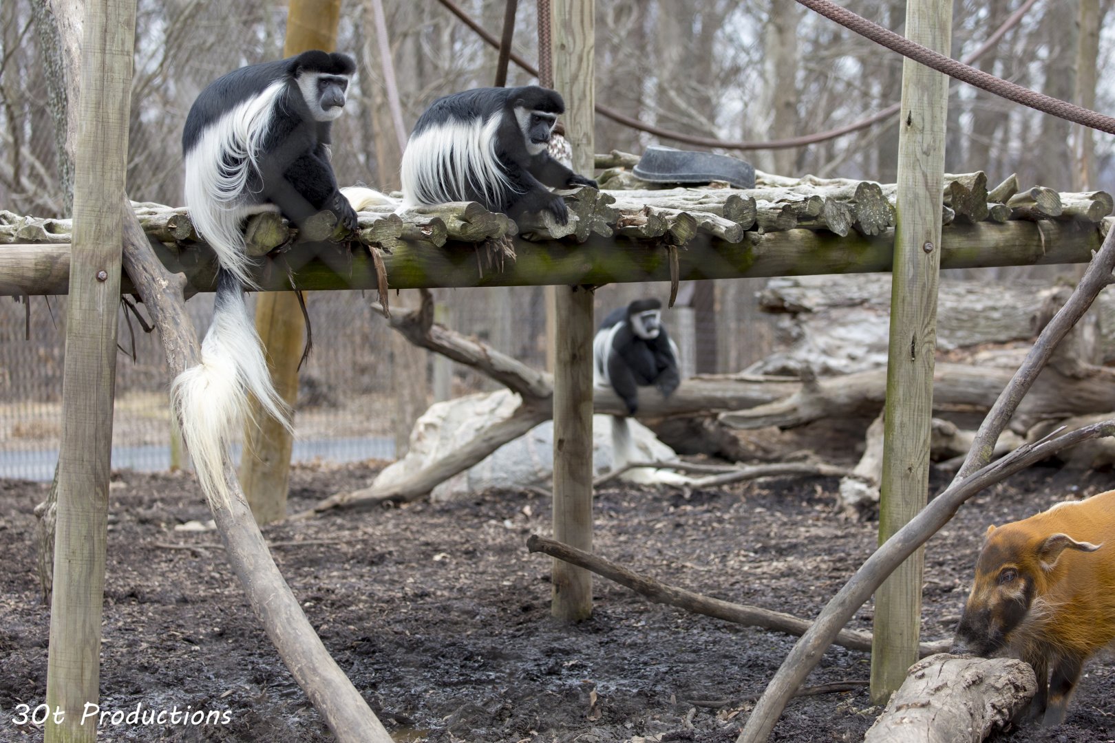 Colobus monkey and red river hog mixed habitat