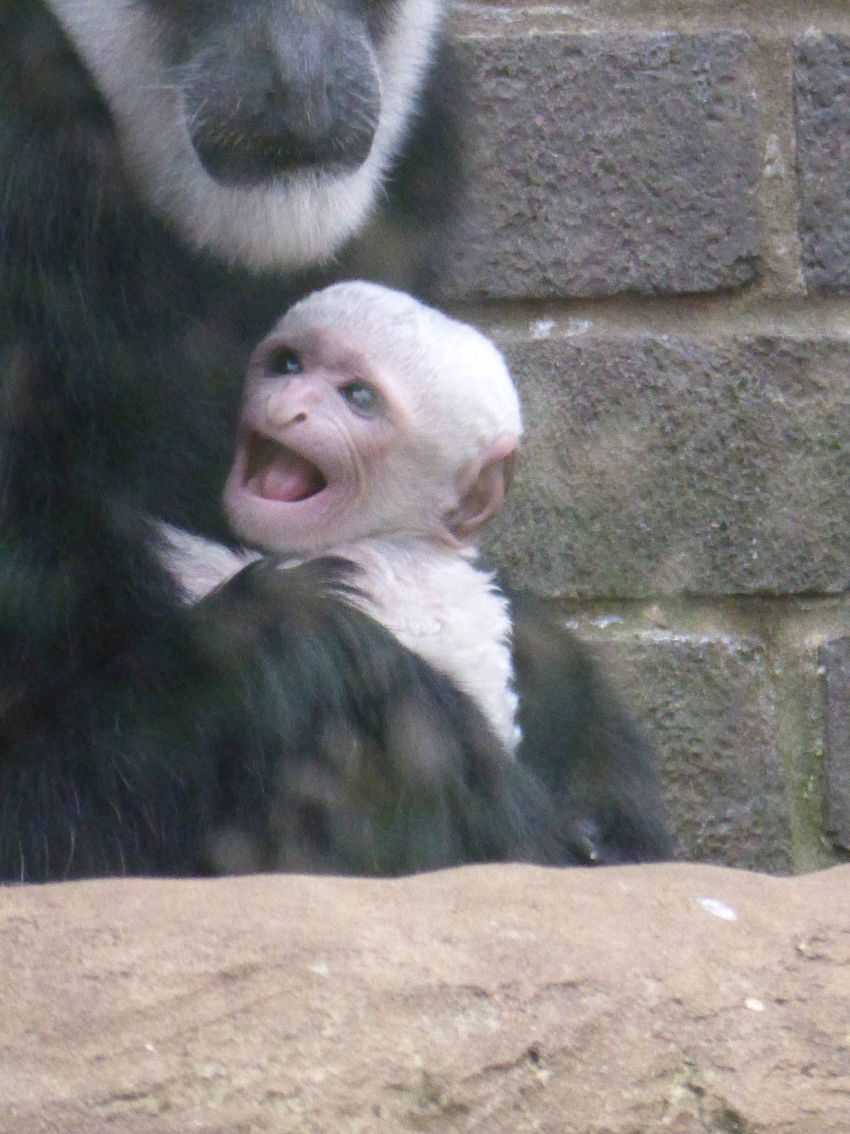 Colobus Monkey baby March 2014