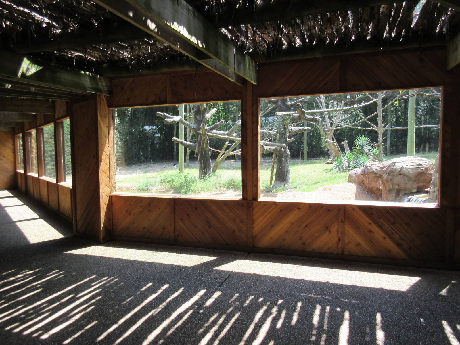 Colobus Monkey/Bongo/Yellow-Backed Duiker Exhibit