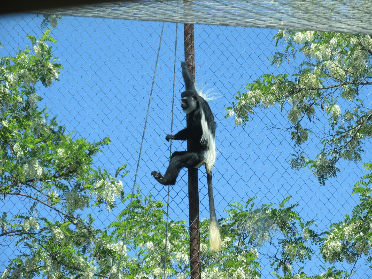 colobus monkey buin zoo