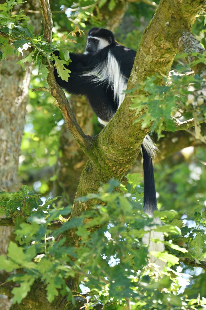 Colobus monkey (Colobus guereza)