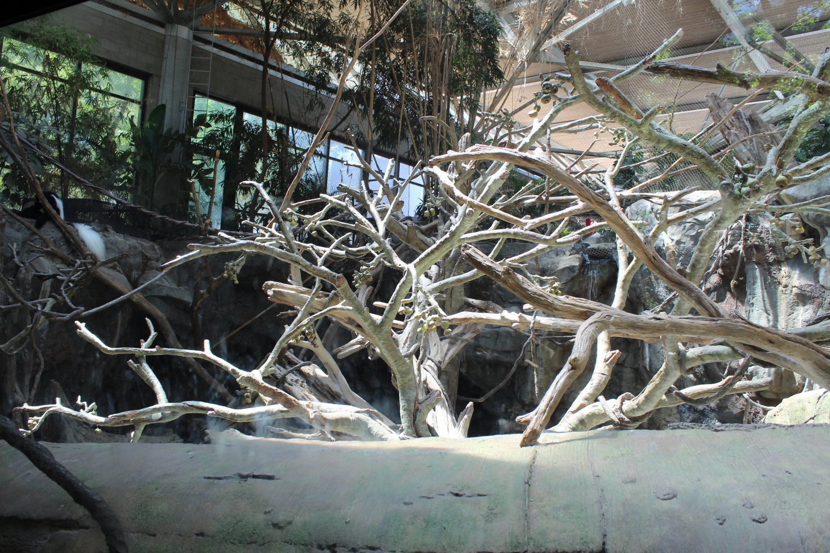 Colobus Monkey, DeBrazza's Monkey and Red River Hog Exhibit - Tropics Trail