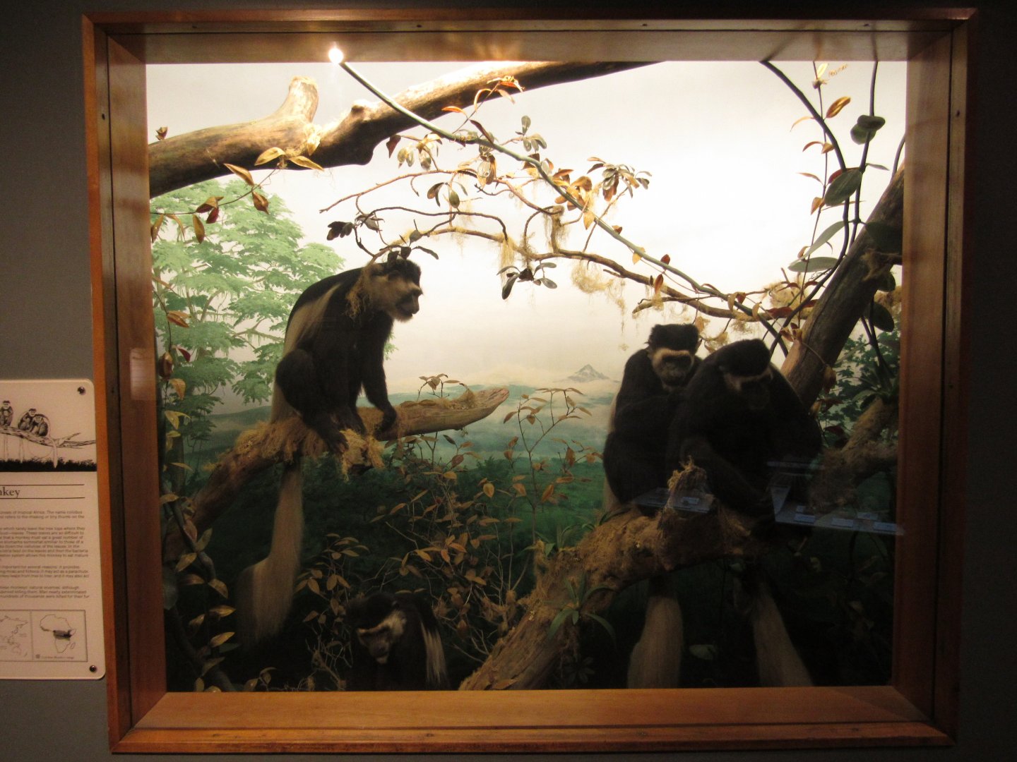 Colobus Monkey Diorama