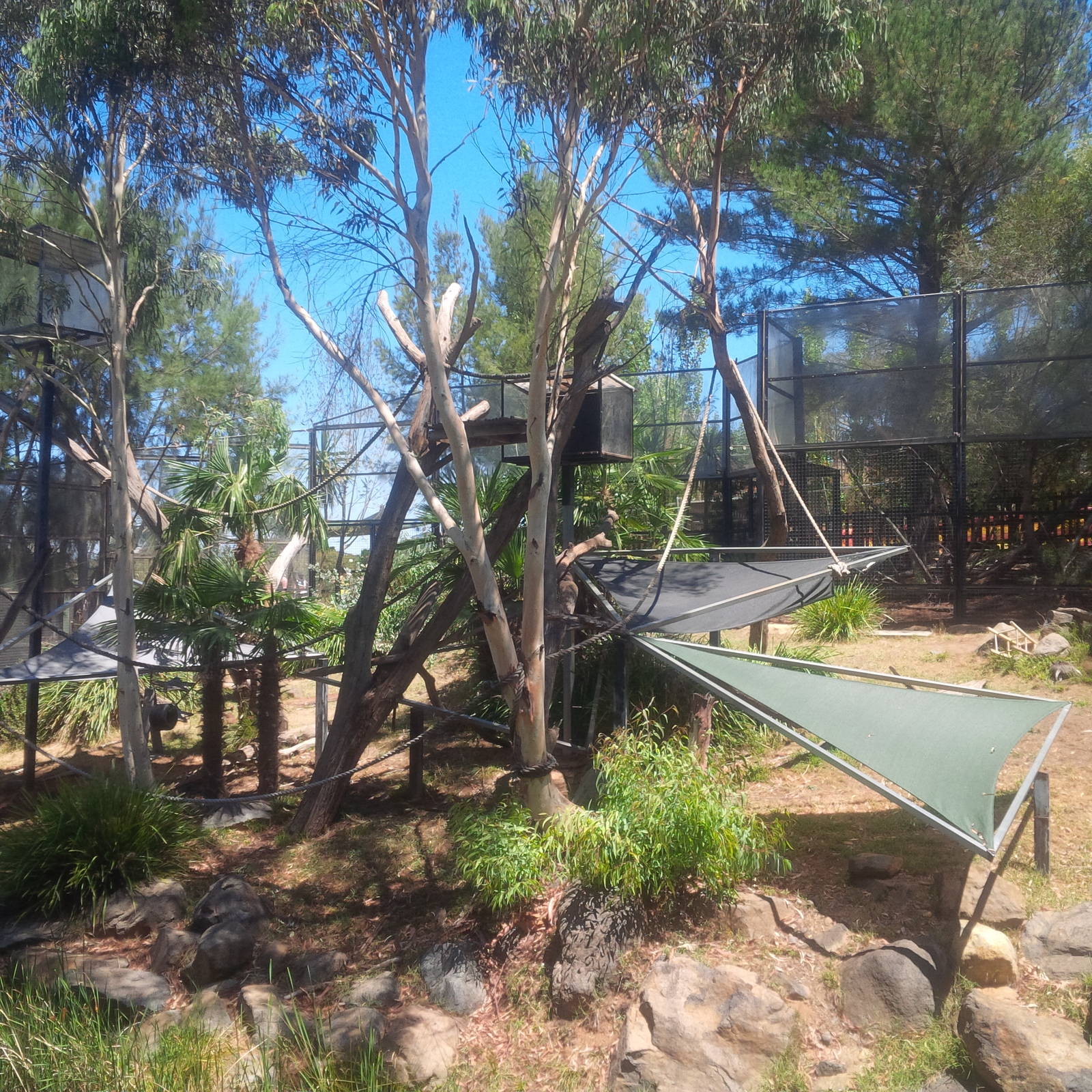 Colobus monkey enclosure