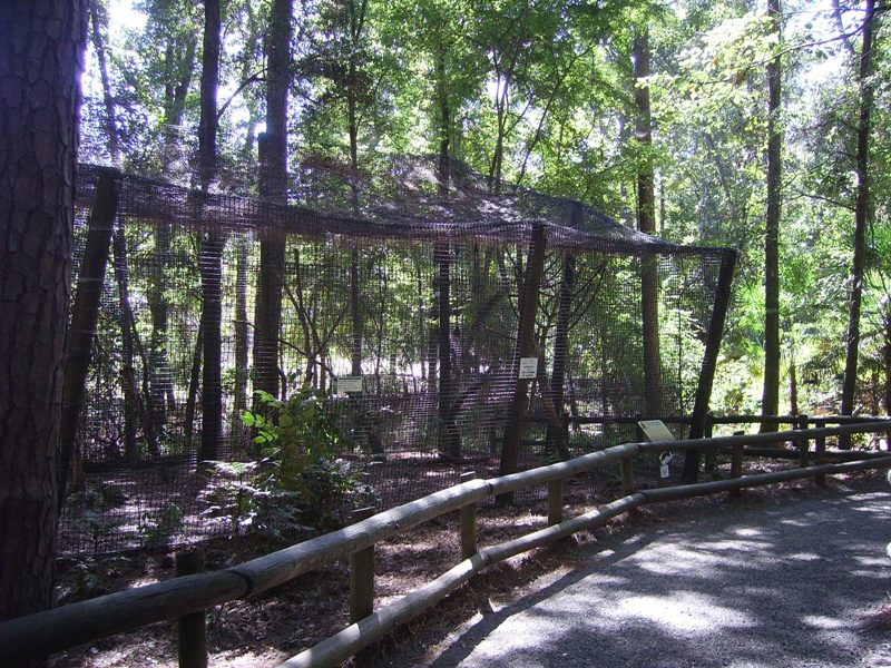 Colobus Monkey Enclosure