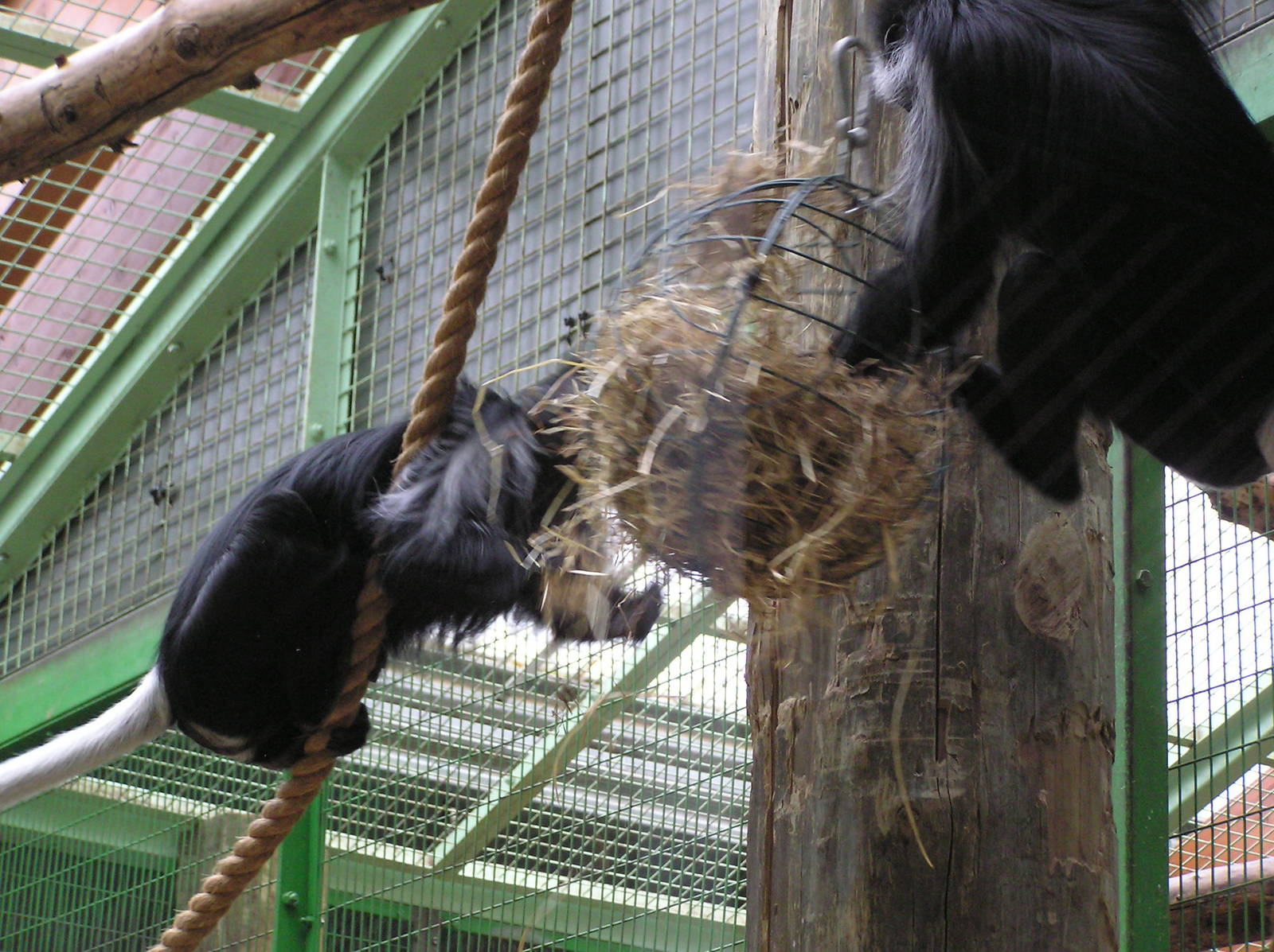Colobus Monkey Enrichment