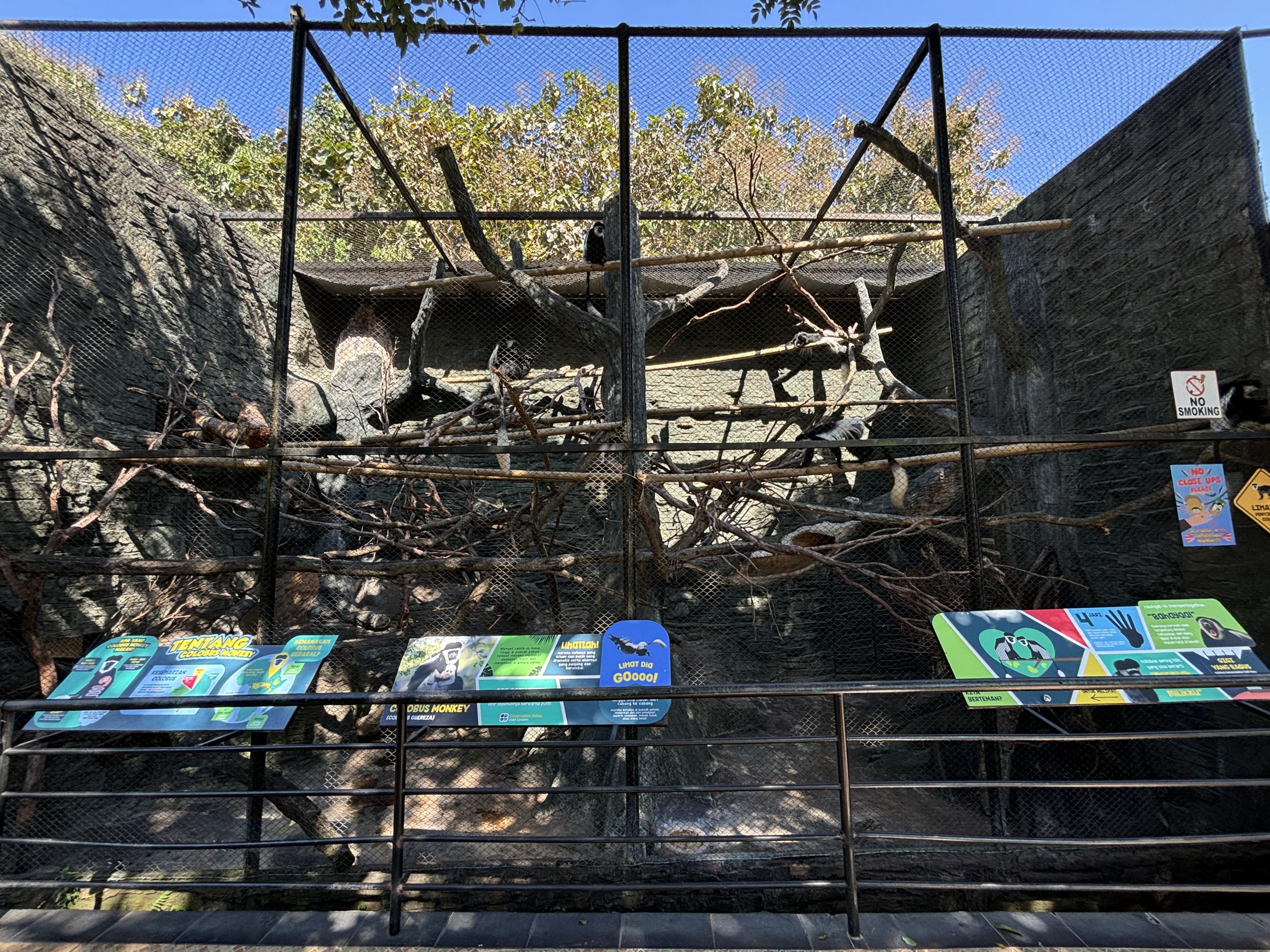 Colobus Monkey Exhibit #1