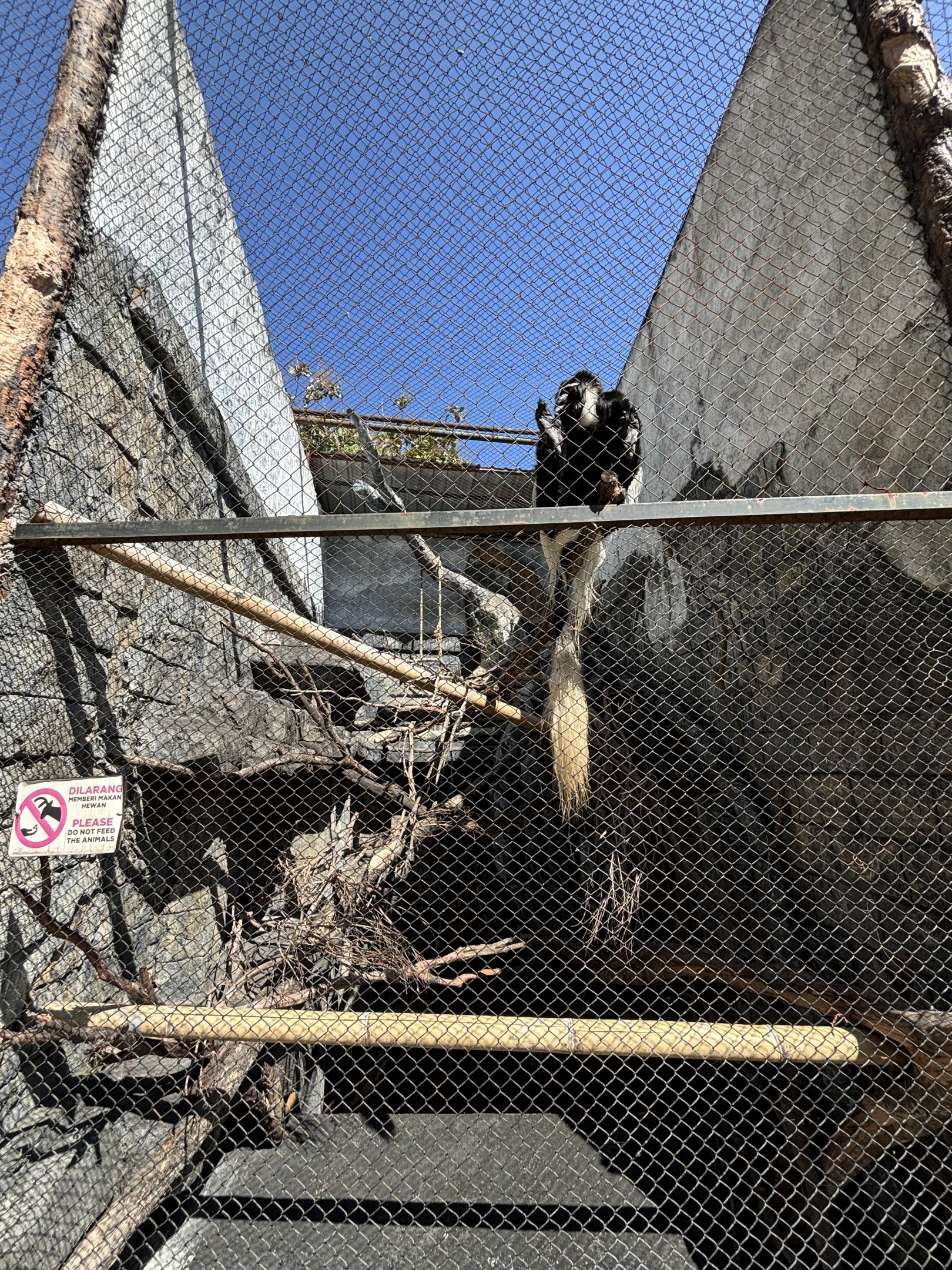 Colobus Monkey Exhibit #2