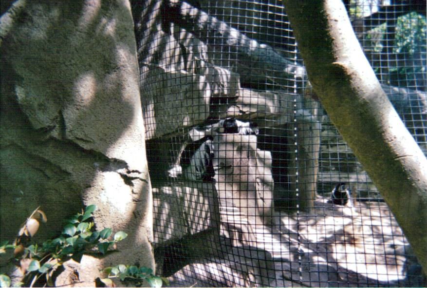 Colobus Monkey Exhibit - May 2004