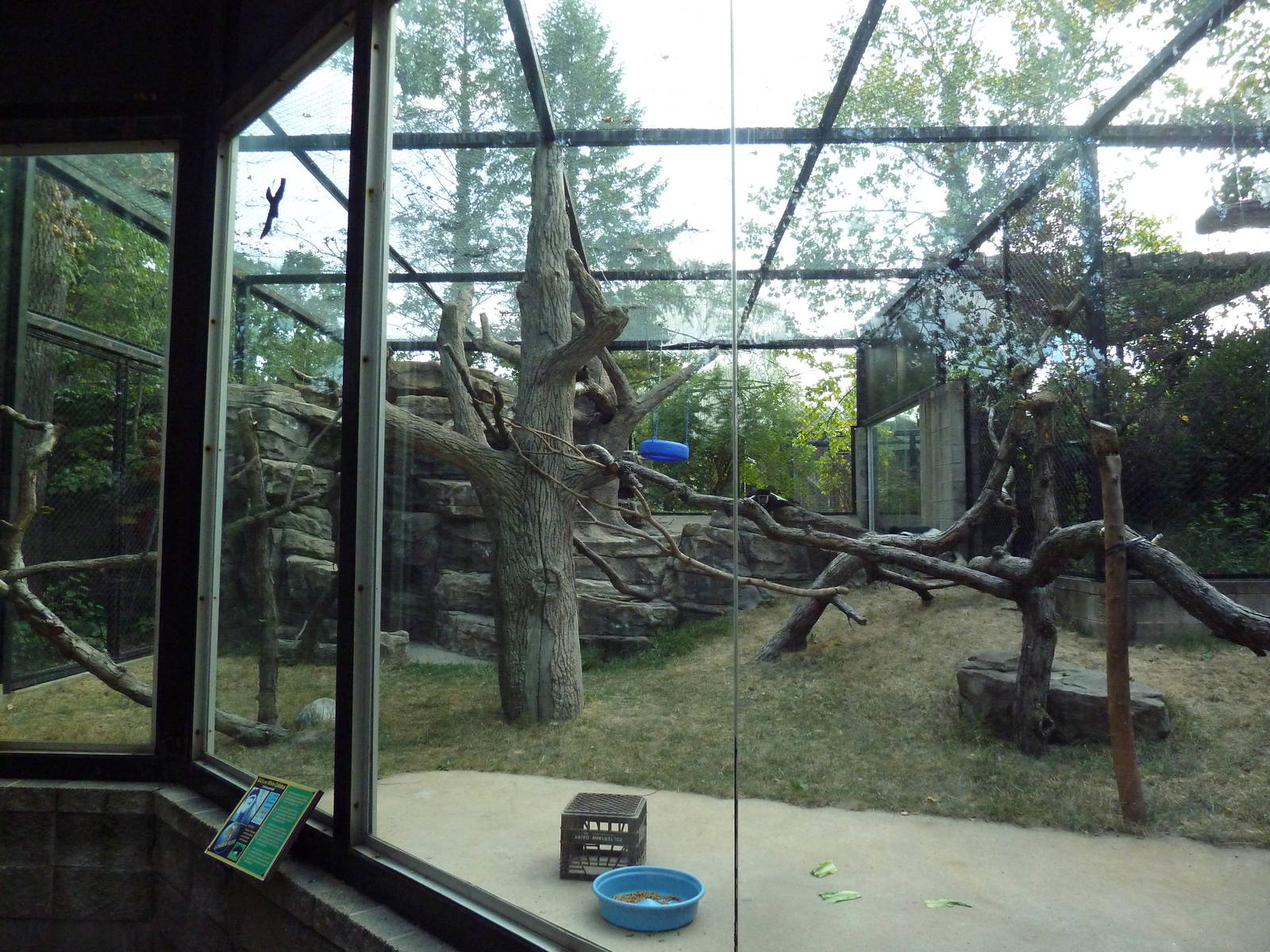 Colobus Monkey Exhibit