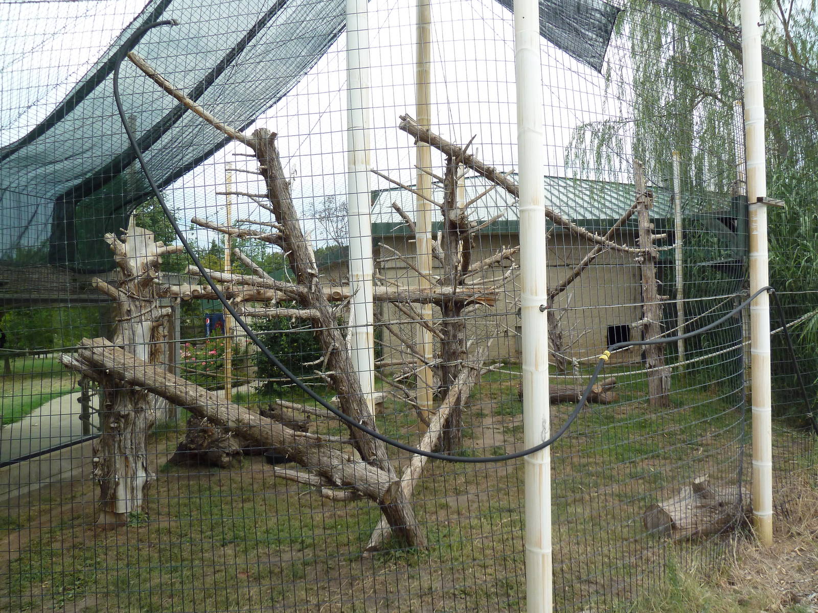 Colobus Monkey Exhibit