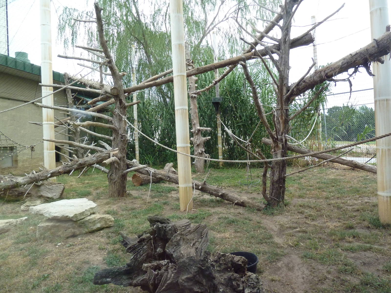 Colobus Monkey Exhibit