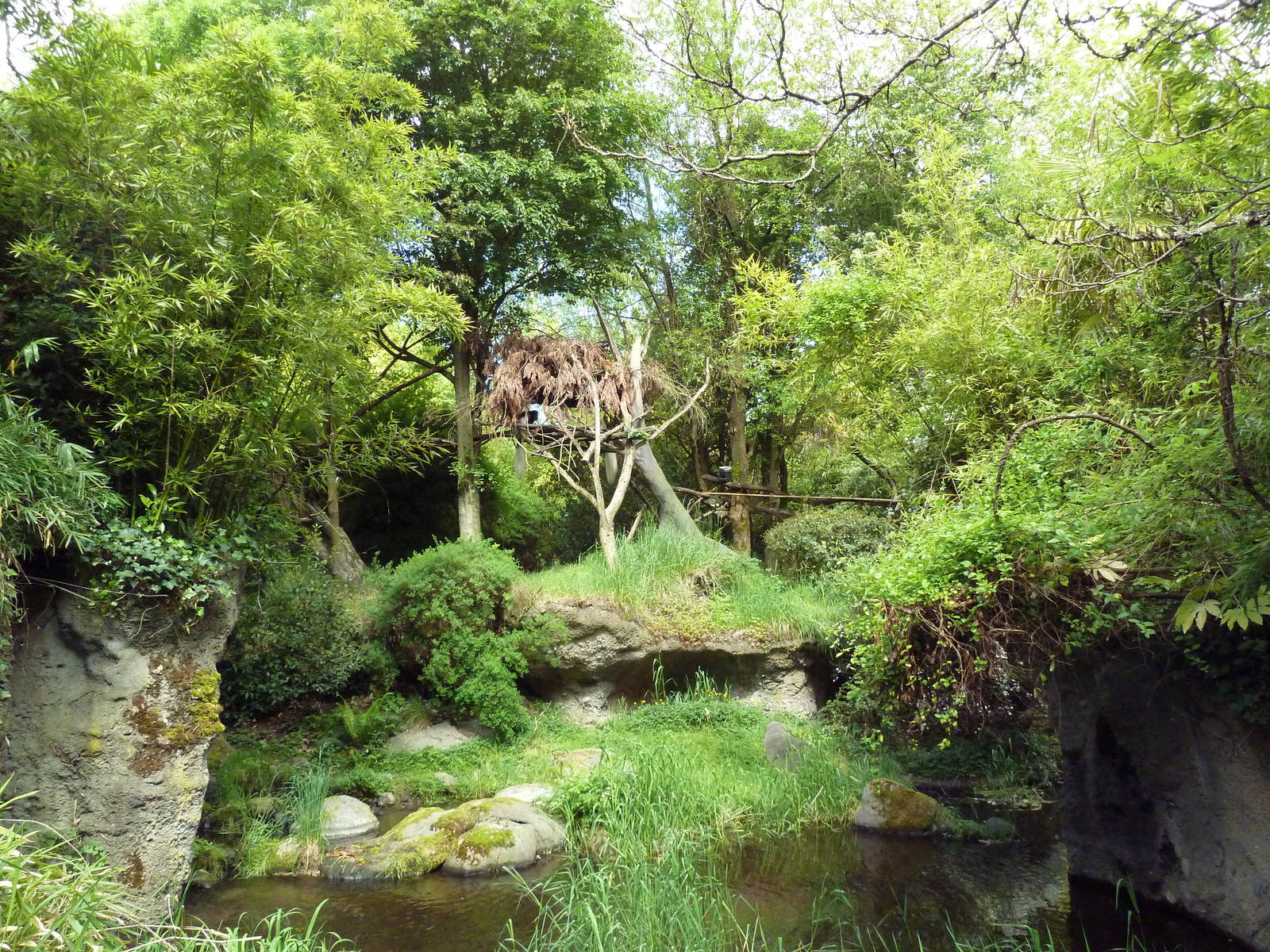 Colobus Monkey Exhibit