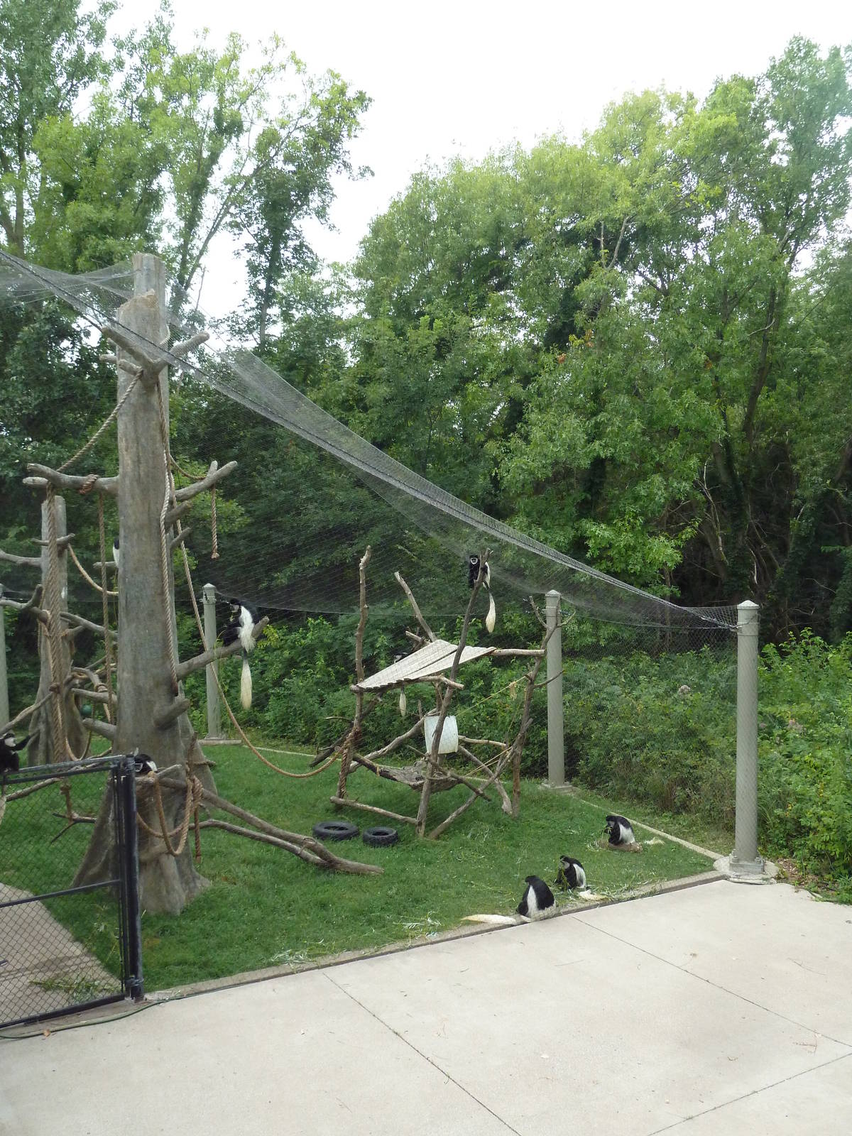 Colobus Monkey Exhibit