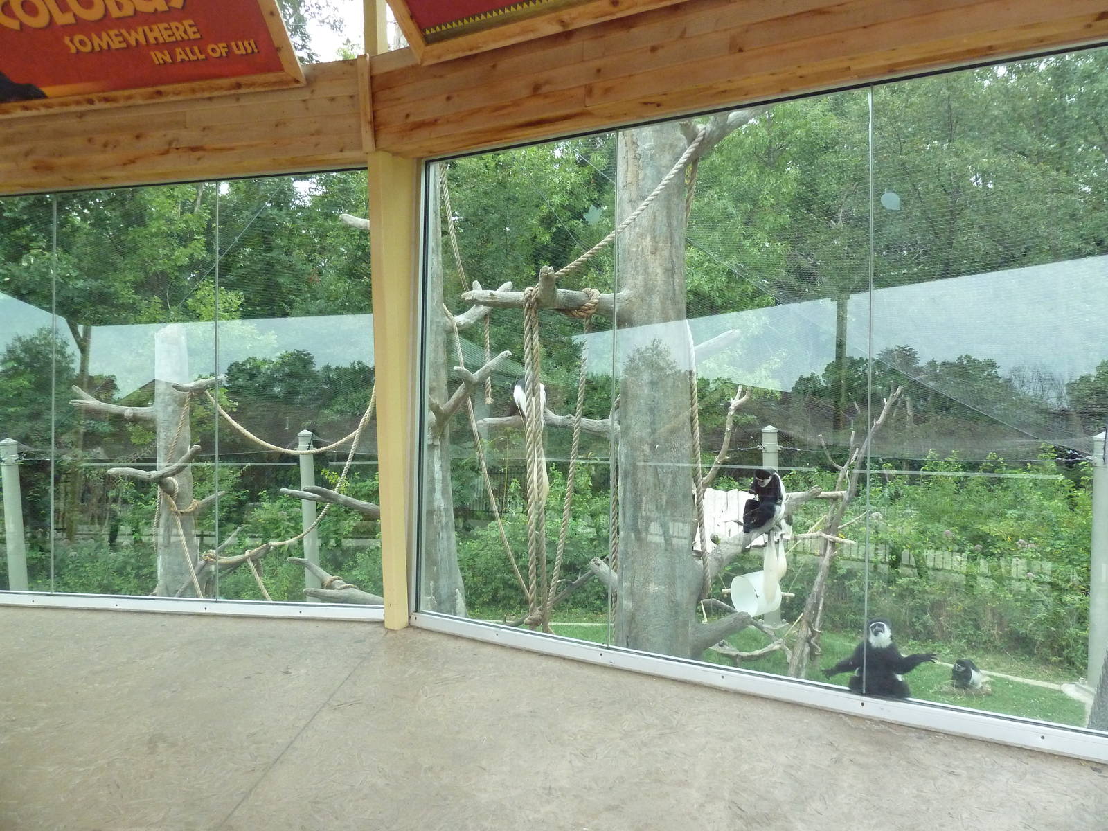 Colobus Monkey Exhibit