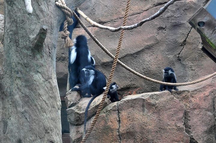 Colobus Monkey Exhibit