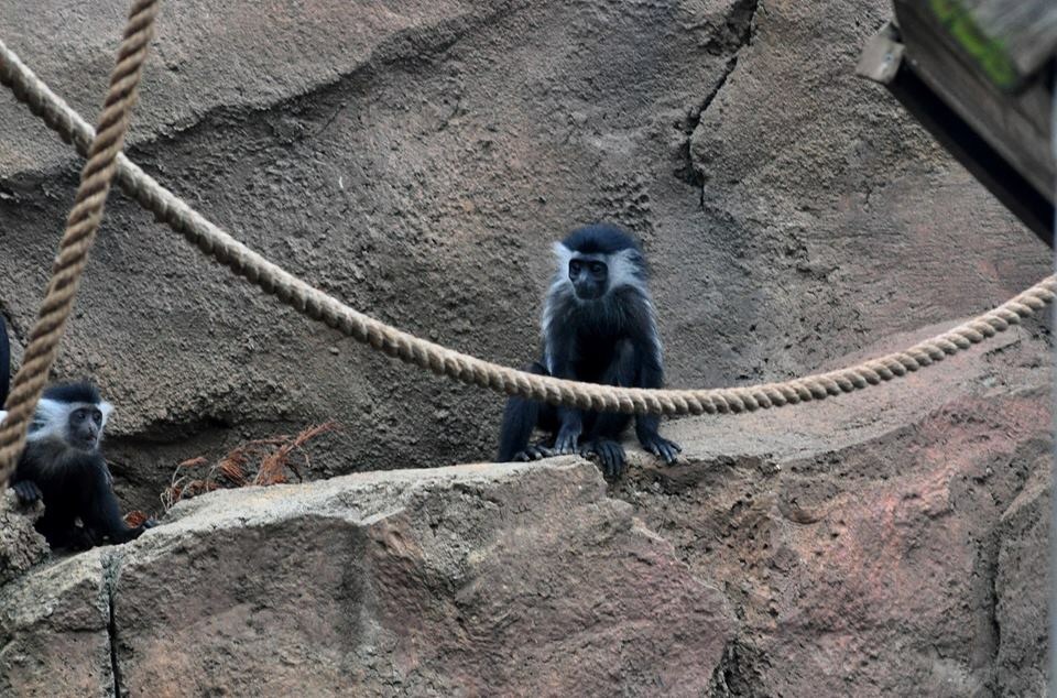 Colobus Monkey Exhibit