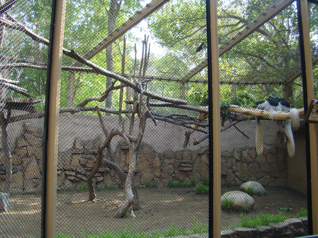 Colobus Monkey exhibit