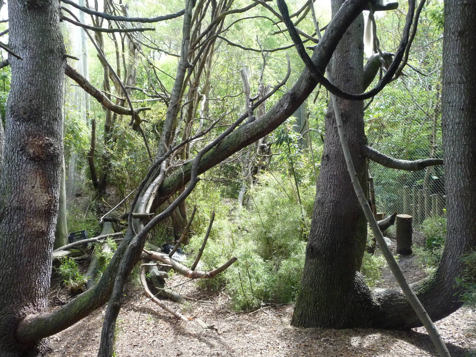 Colobus Monkey Exhibit
