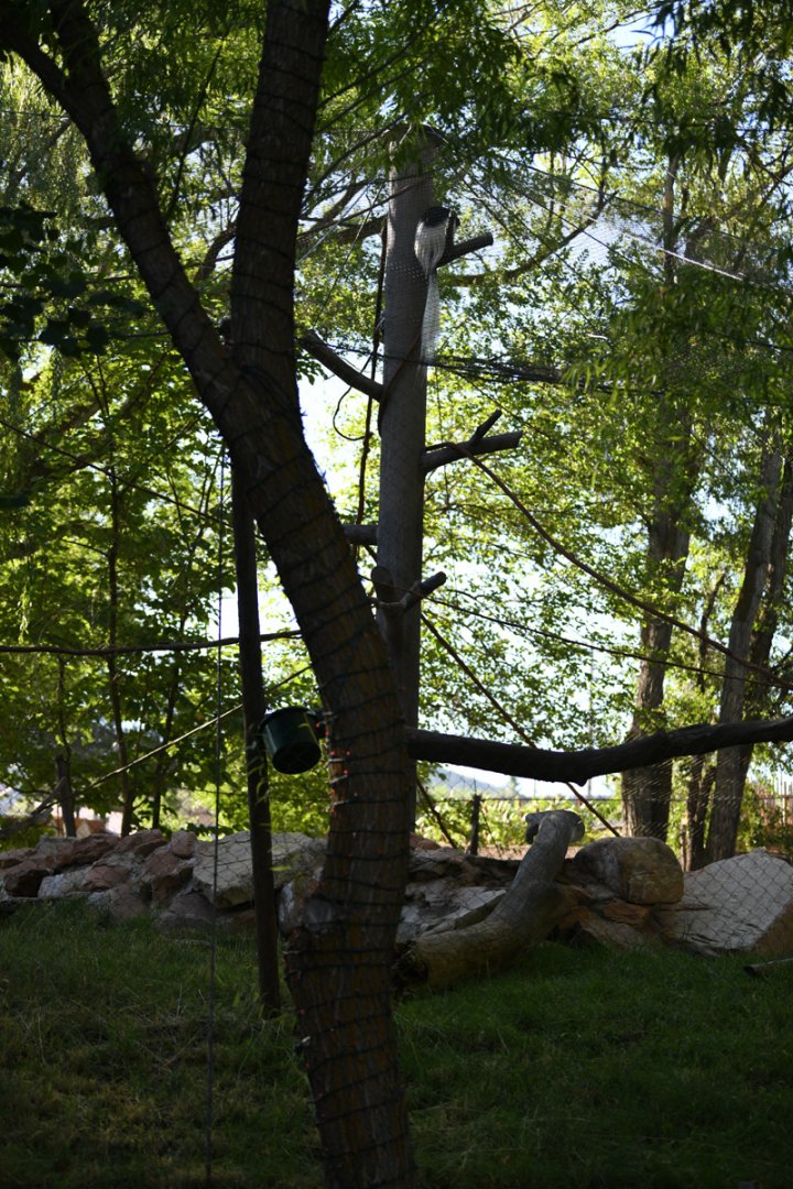 colobus monkey exhibit